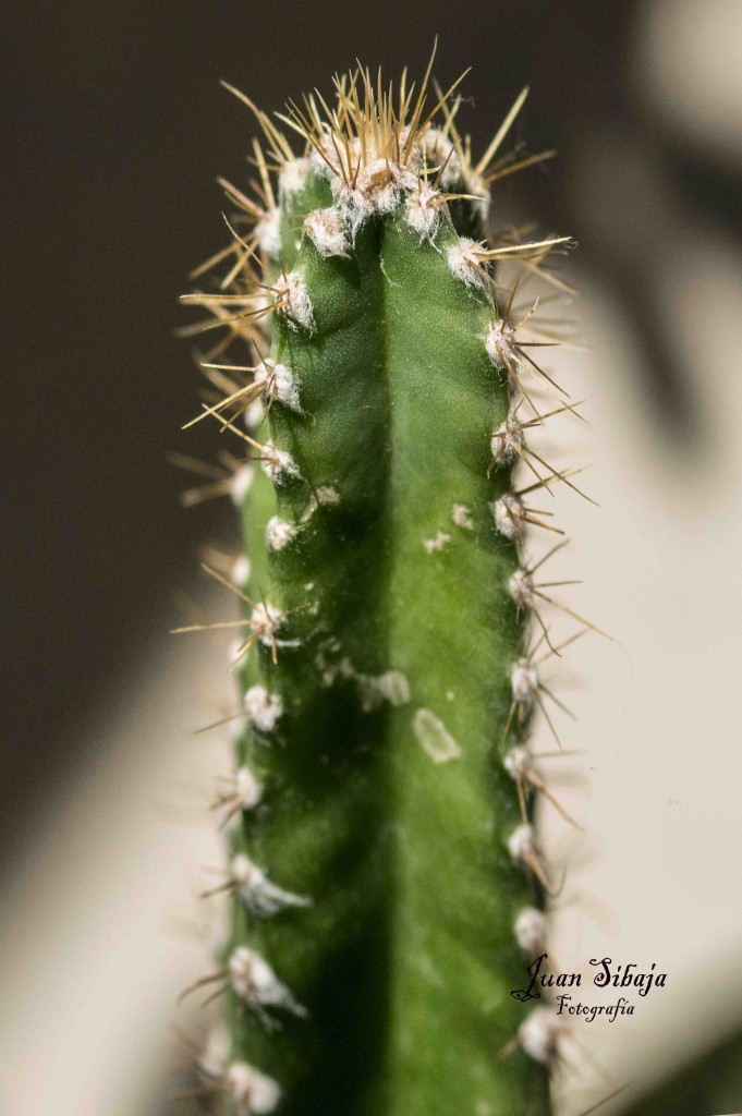 Foto de Guanacaste, Costa Rica