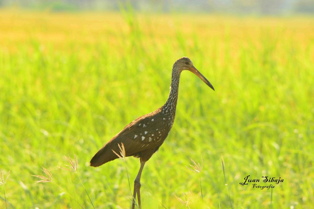Foto de Guanacaste, Costa Rica