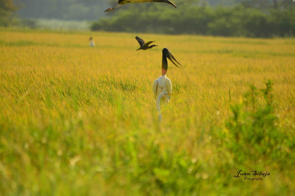 Foto de Guanacaste, Costa Rica