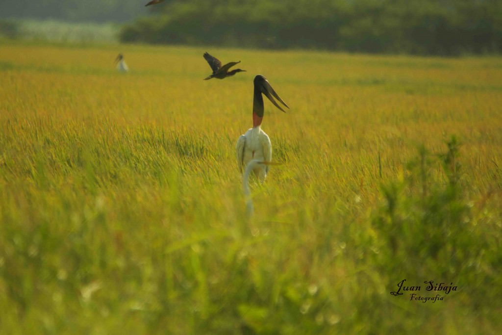 Foto de Guanacaste, Costa Rica