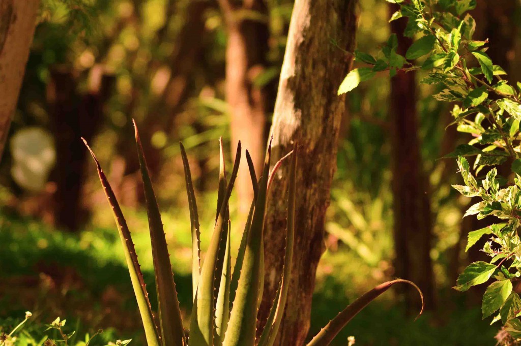 Foto de Guanacaste, Costa Rica