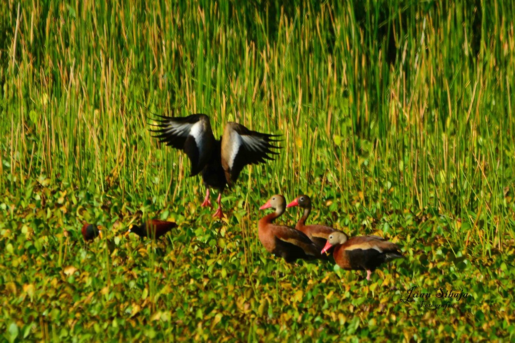 Foto de Guanacaste, Costa Rica