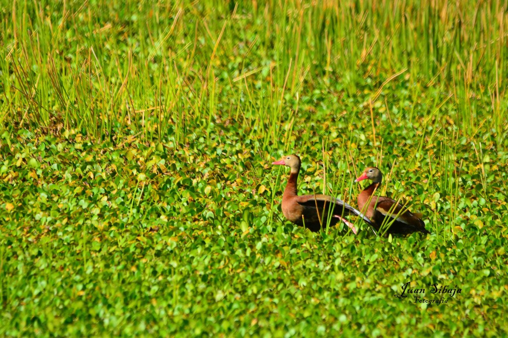 Foto de Guanacaste, Costa Rica