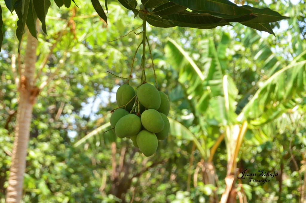 Foto de Guanacaste, Costa Rica