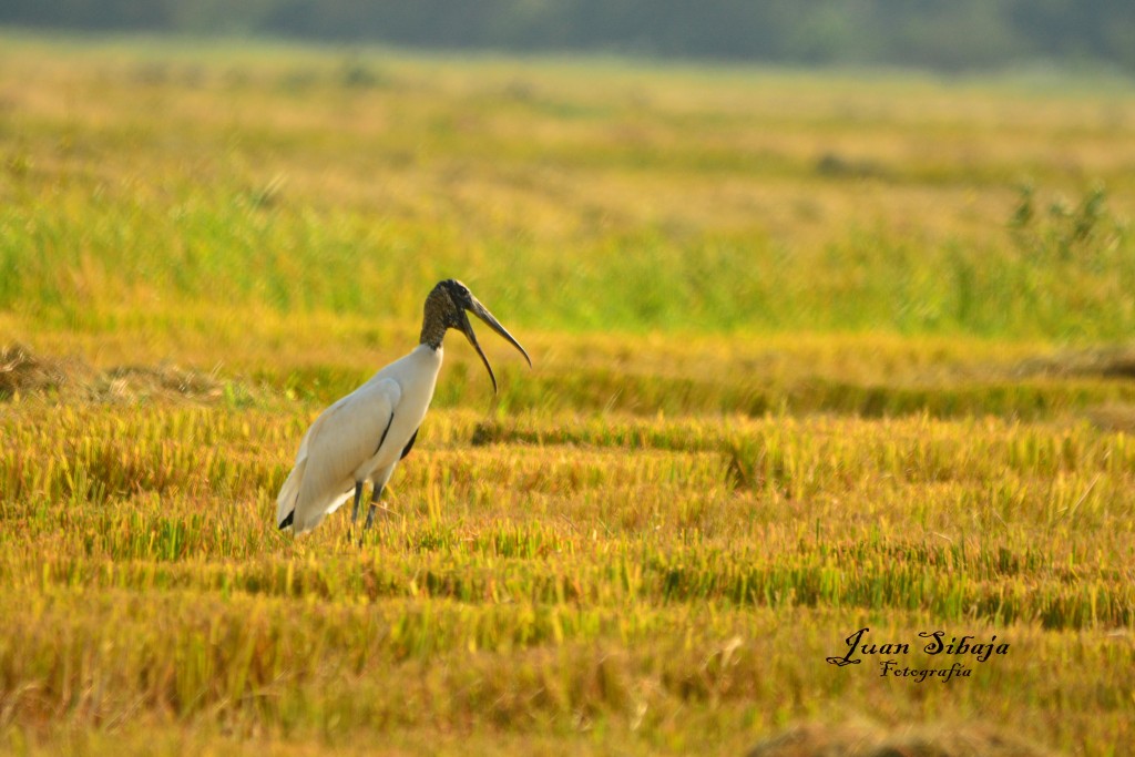 Foto: Guanacaste - Guanacaste, Costa Rica