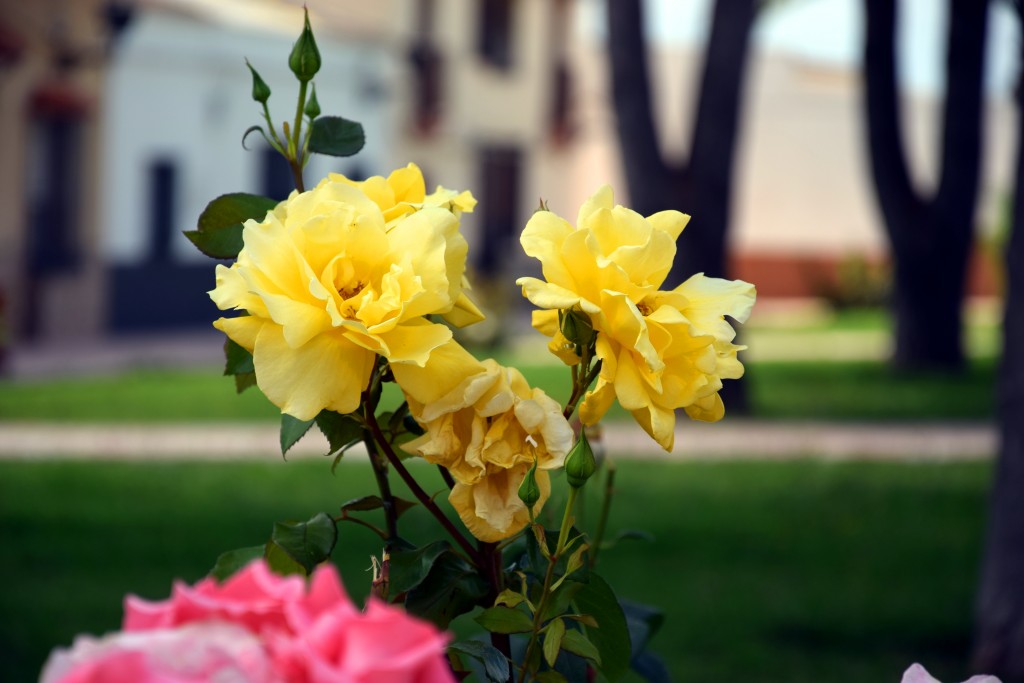 Foto de Marismillas (Sevilla), España