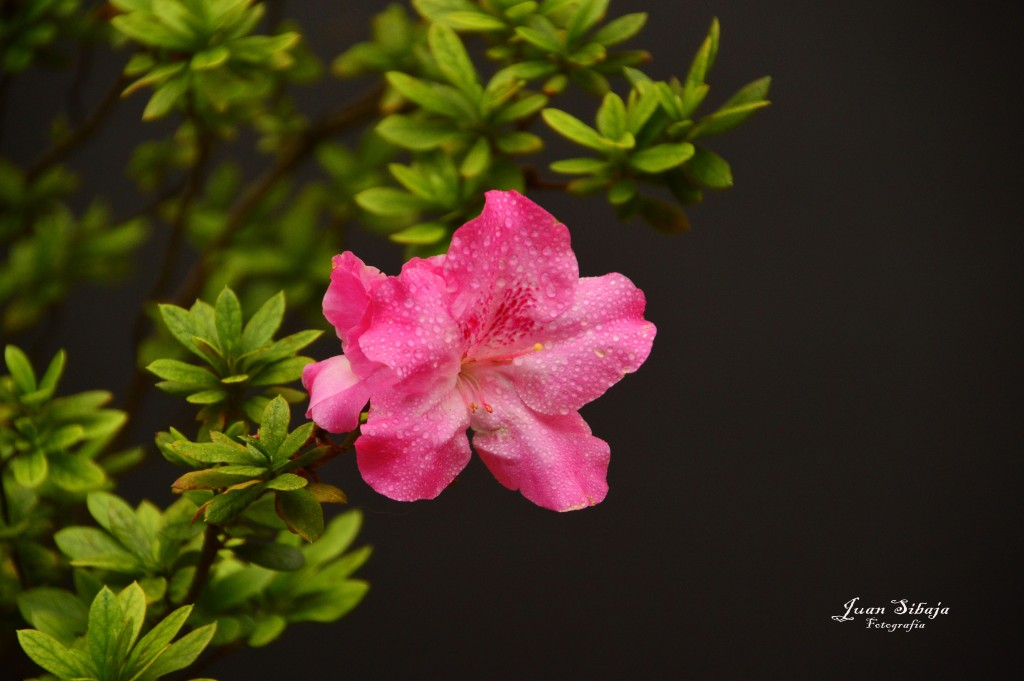Foto: Rosa de jardin - Alajuela, Costa Rica