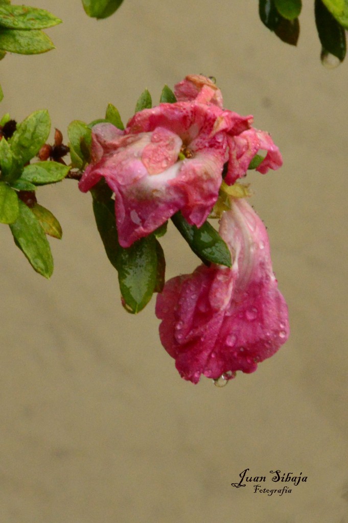 Foto de Alajuela, Costa Rica