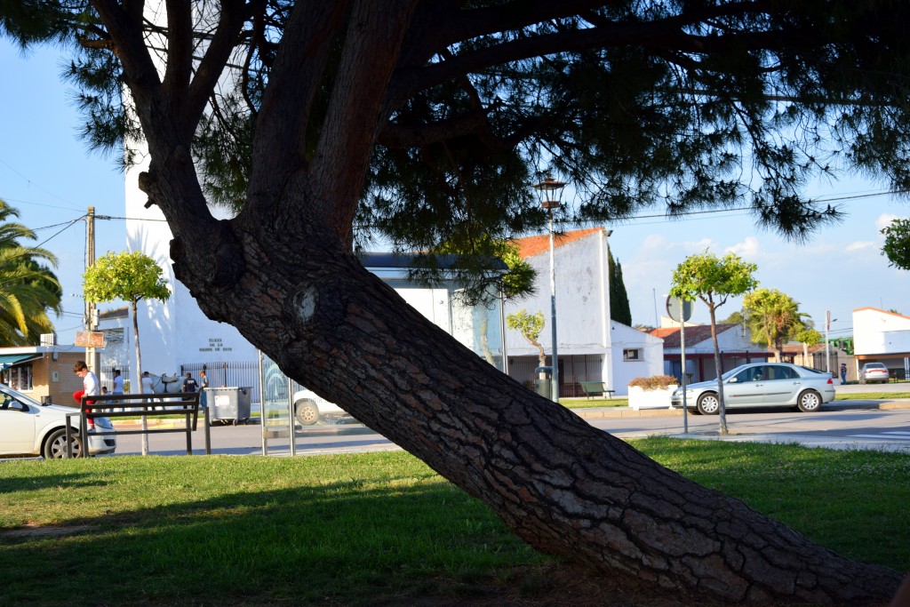Foto: El Pino - El Tobal (Sevilla), España