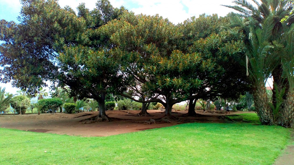 Foto: Playa jardin - Puerto de la Cruz (Santa Cruz de Tenerife), España