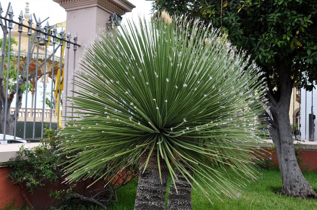Foto: Jardines Taoro - Orotava (Santa Cruz de Tenerife), España