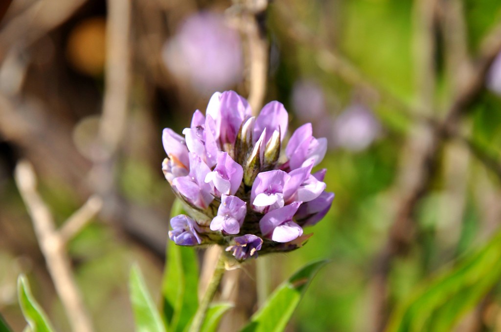 Foto: Flor silvestre - Masca (Santa Cruz de Tenerife), España