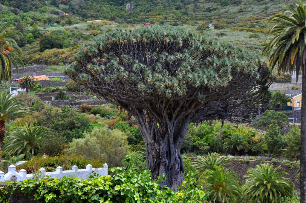 Foto: Drago milenario - Icod de los vinos (Santa Cruz de Tenerife), España