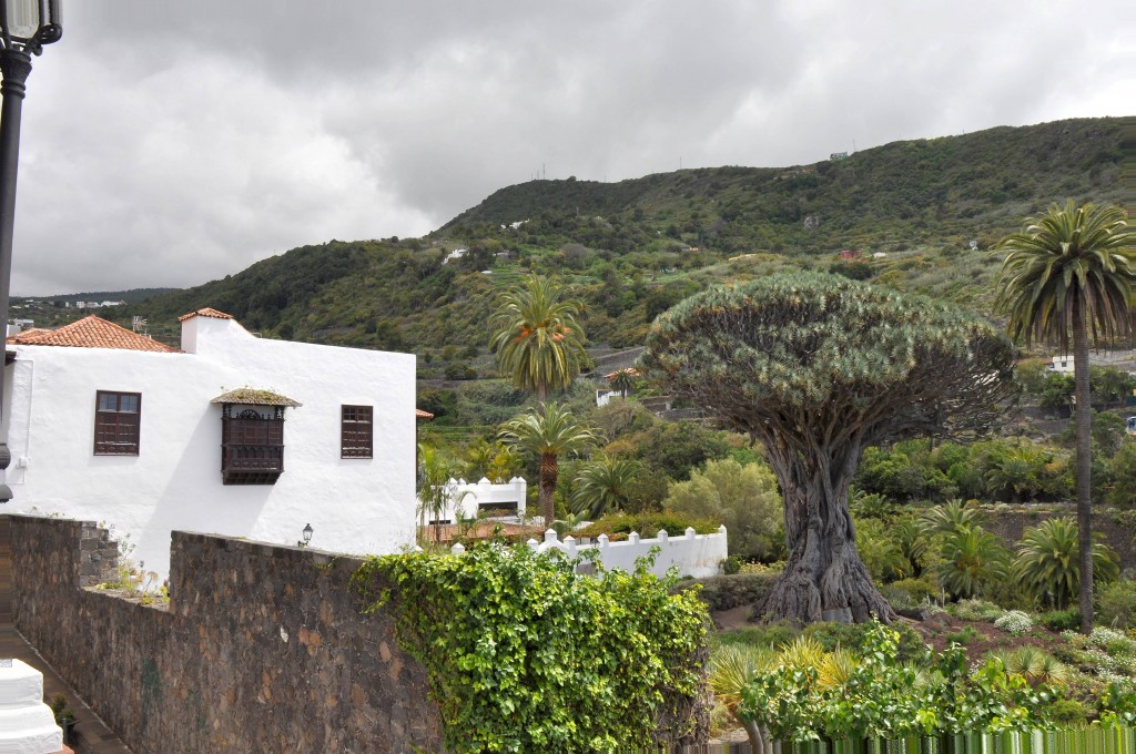 Foto: El Drago - Icod de los vinos (Santa Cruz de Tenerife), España