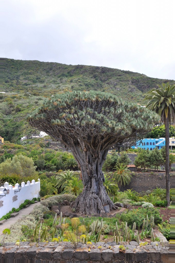 Foto: Drago milenario - Icod de los vinos (Santa Cruz de Tenerife), España