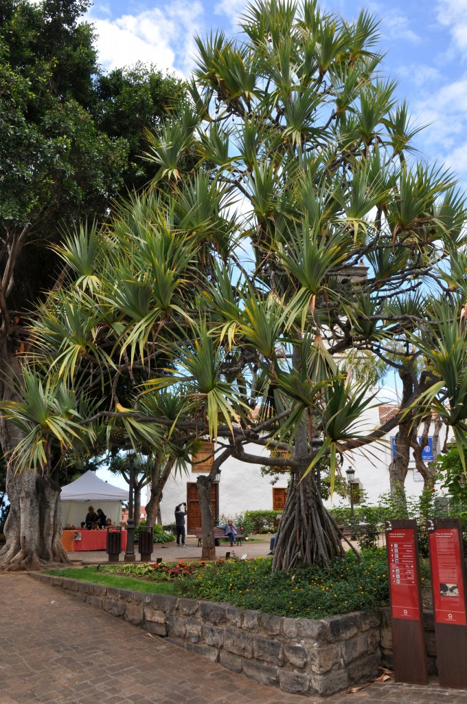 Foto: Plz. de Andres de Lorenzo - Icod de los vinos (Santa Cruz de Tenerife), España