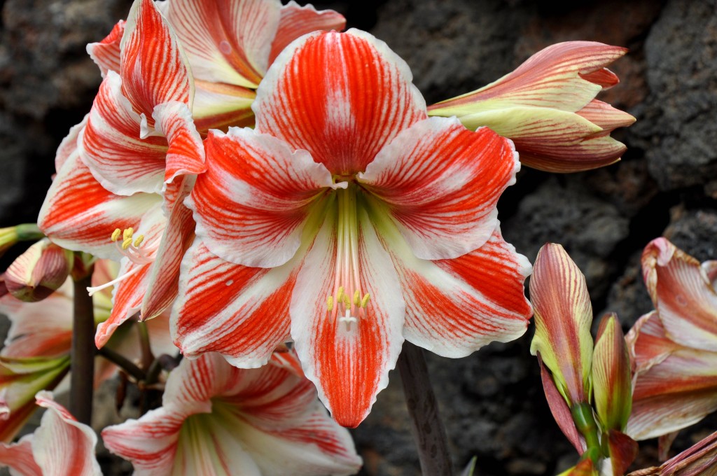 Foto: Flores de La Palma - La Palma (Santa Cruz de Tenerife), España