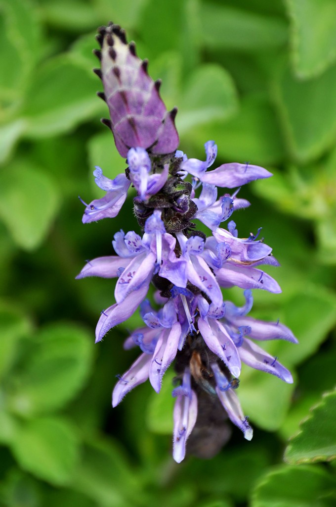 Foto: Flores de La Palma - La Palma (Santa Cruz de Tenerife), España
