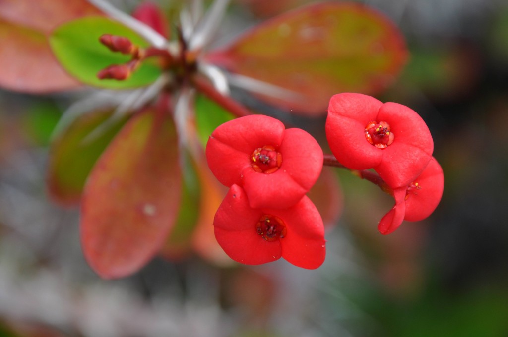 Foto: Flores de La Palma - La Palma (Santa Cruz de Tenerife), España