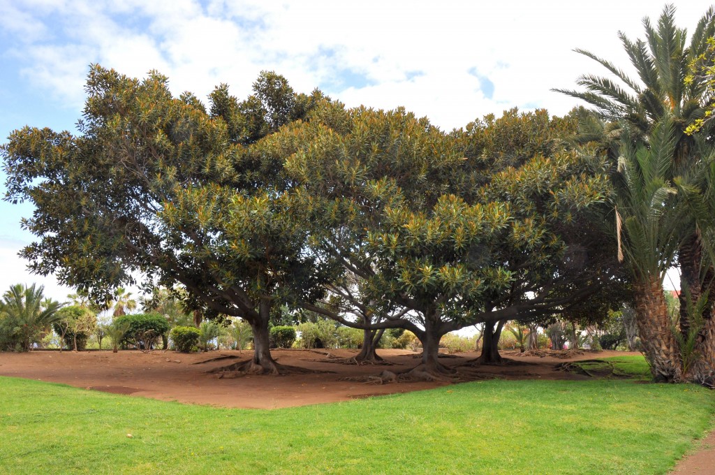 Foto: Playa Jardin - Puerto de la Cruz (Santa Cruz de Tenerife), España
