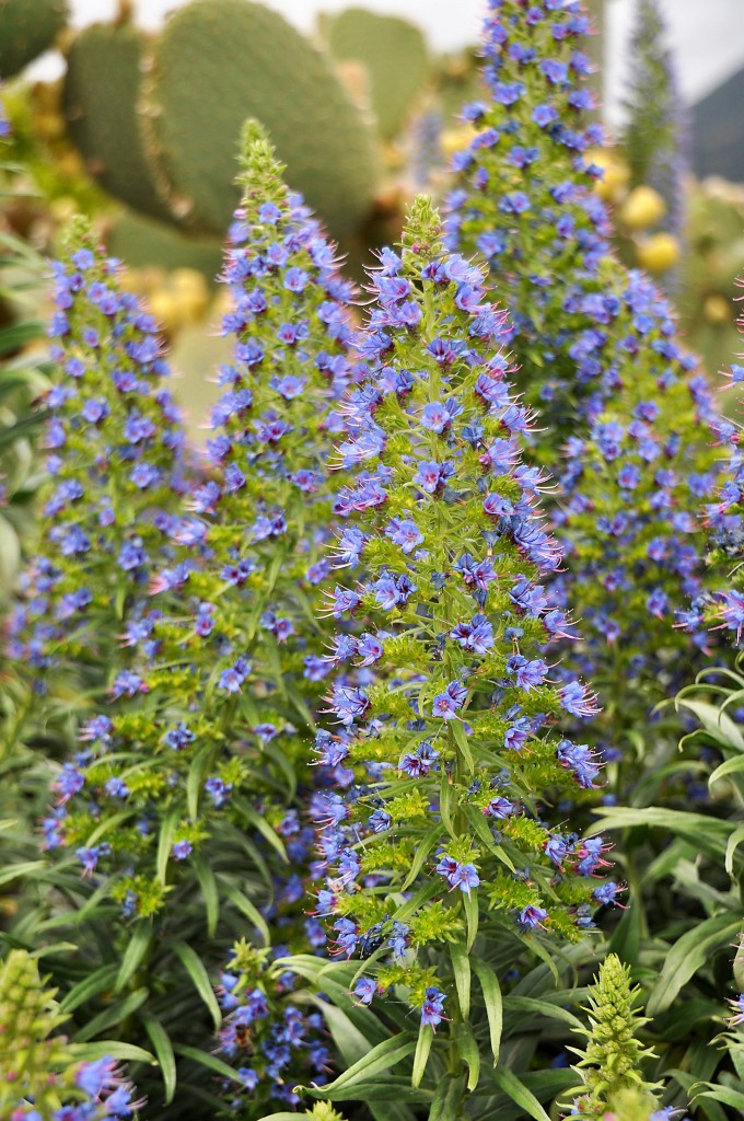 Foto: Flores de la Palma - La Palma (Santa Cruz de Tenerife), España