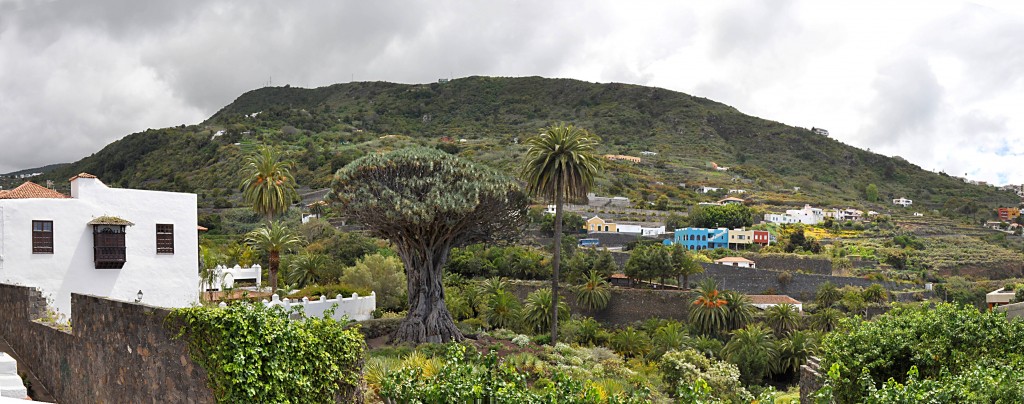 Foto: Panoramica del Drago - Icod (Santa Cruz de Tenerife), España