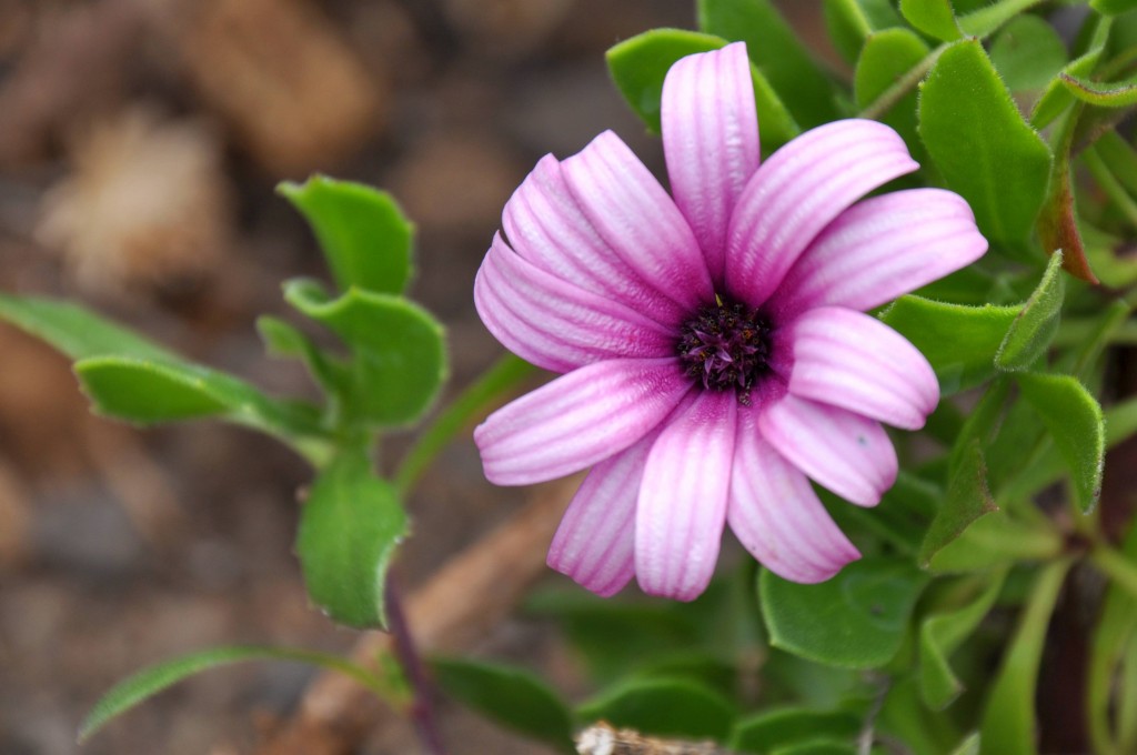 Foto: Flor silvestre - La Palma (Santa Cruz de Tenerife), España