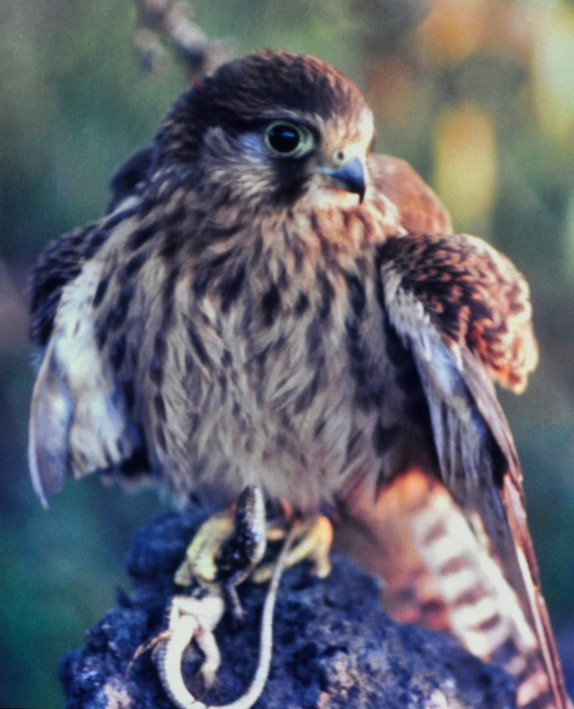 Foto: Ave rapaz - La Palma (Santa Cruz de Tenerife), España