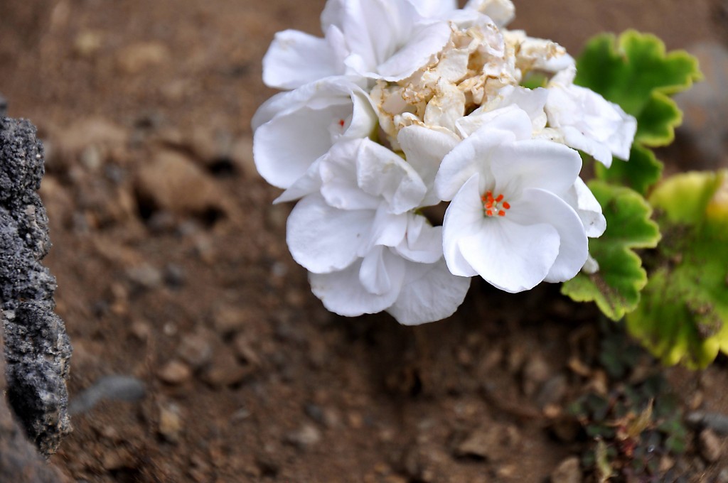 Foto: Flores silvestres - La Palma (Santa Cruz de Tenerife), España