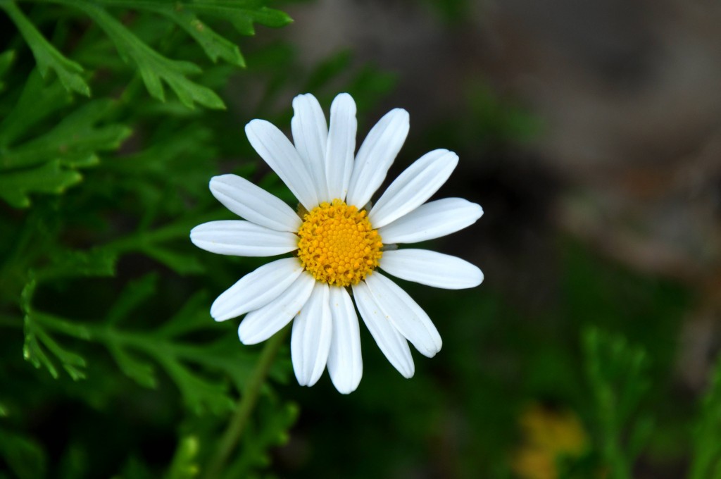 Foto: Margarita - La Palma (Santa Cruz de Tenerife), España