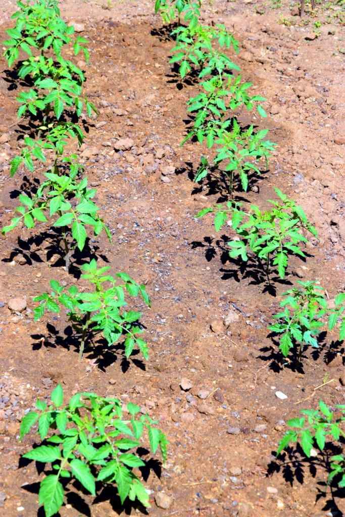 Foto de San Fernando (Cádiz), España