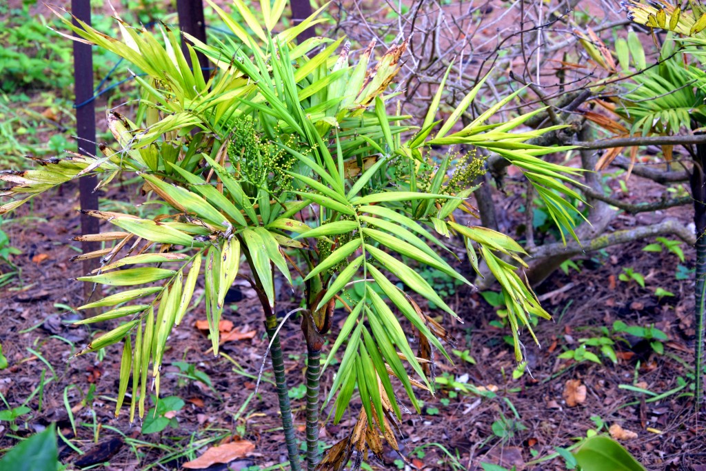 Foto de San Fernando (Cádiz), España