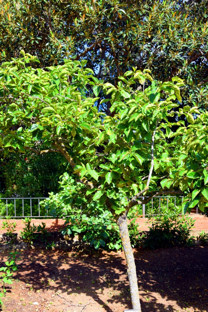 Foto de San Fernando (Cádiz), España