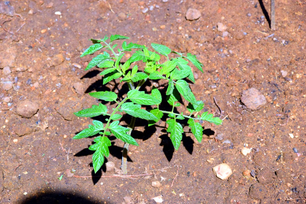Foto de San Fernando (Cádiz), España