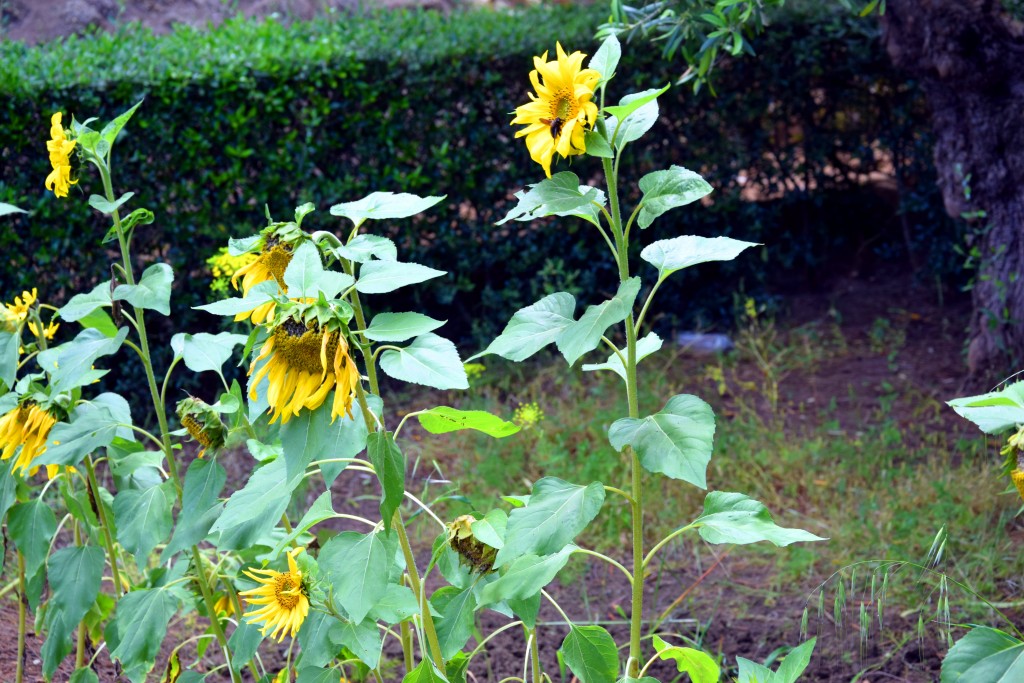 Foto de San Fernando (Cádiz), España