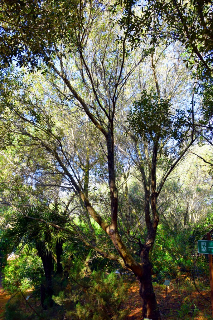 Foto de San Fernando (Cádiz), España