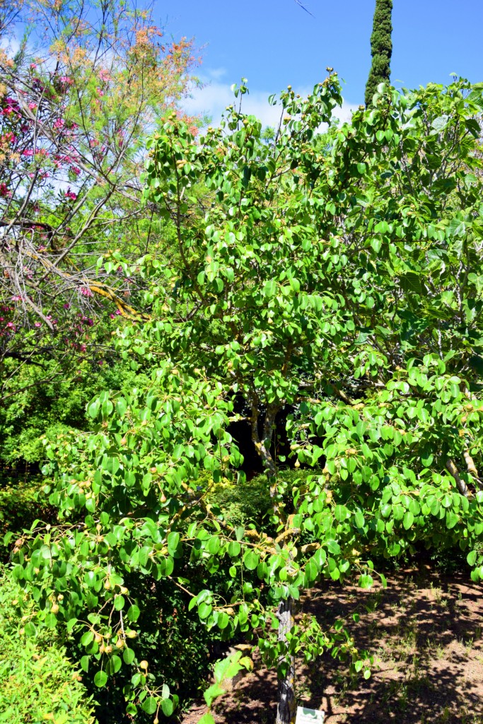 Foto de San Fernando (Cádiz), España