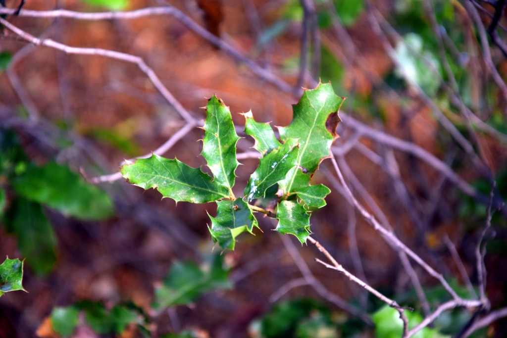 Foto de San Fernando (Cádiz), España