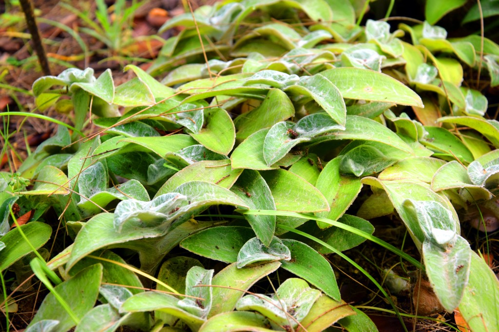 Foto de San Fernando (Cádiz), España