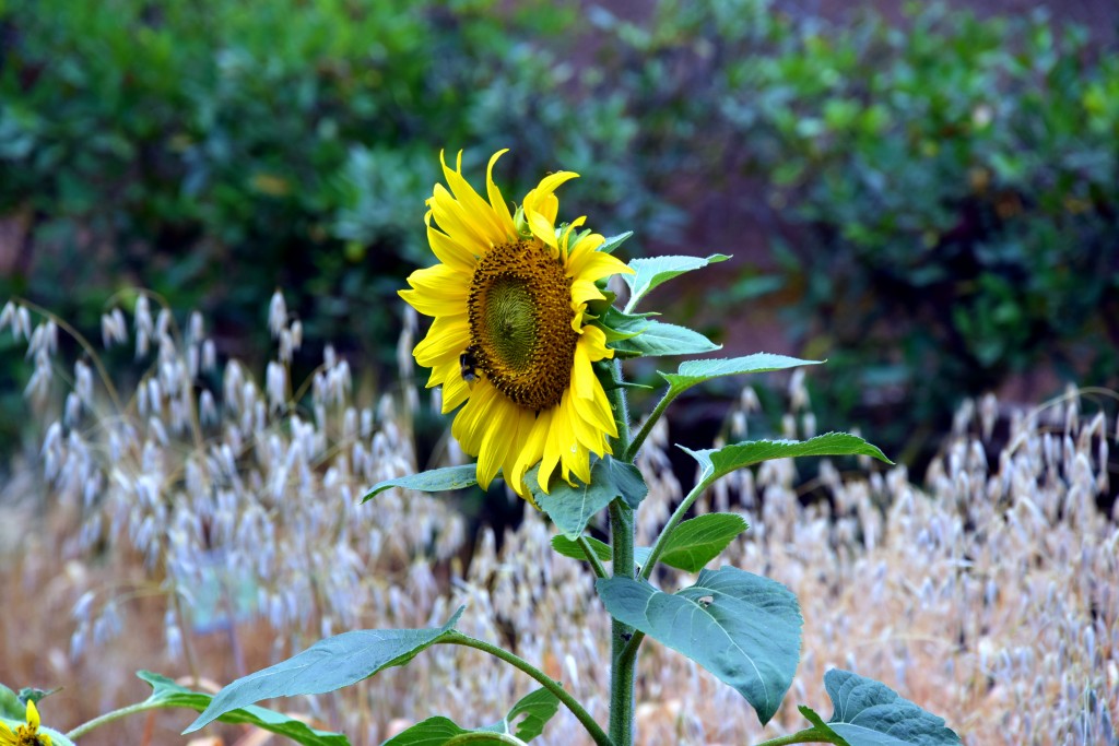 Foto de San Fernando (Cádiz), España