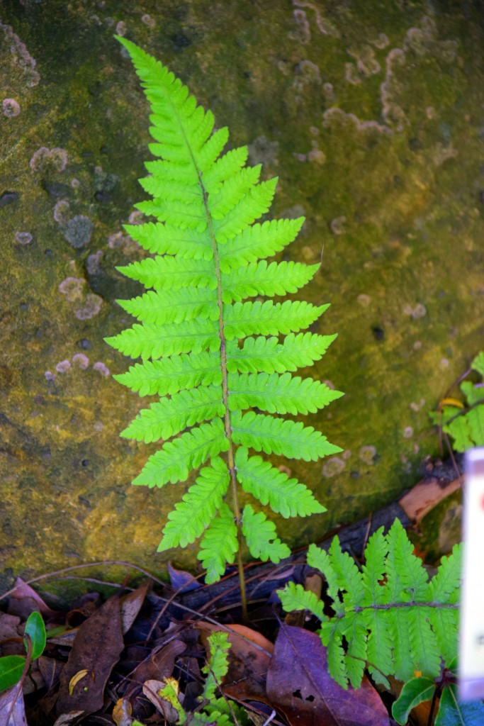Foto de San Fernando (Cádiz), España