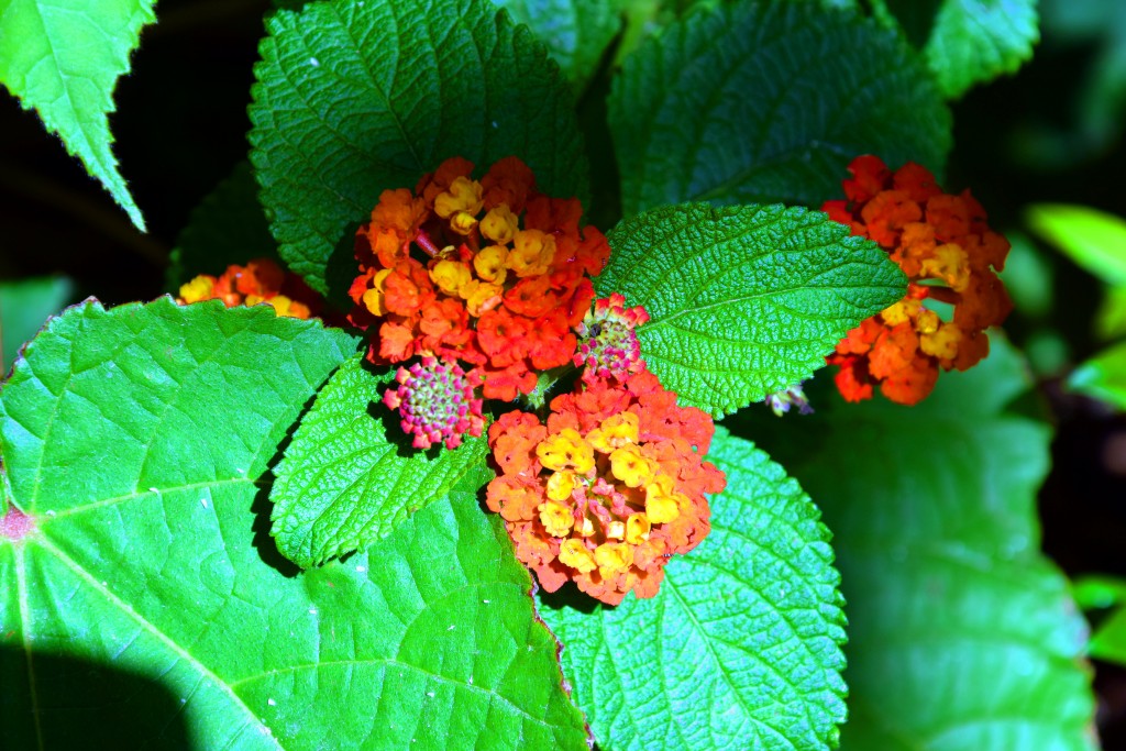 Foto de San Fernando (Cádiz), España