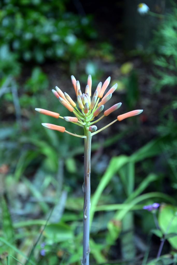 Foto de San Fernando (Cádiz), España