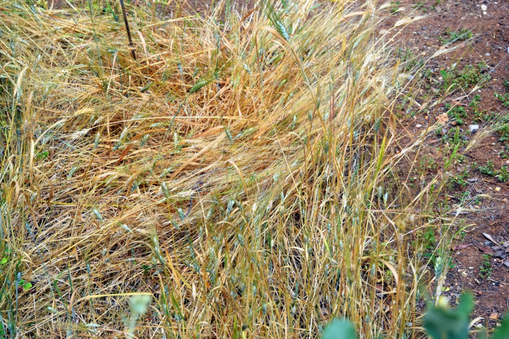 Foto de San Fernando (Cádiz), España