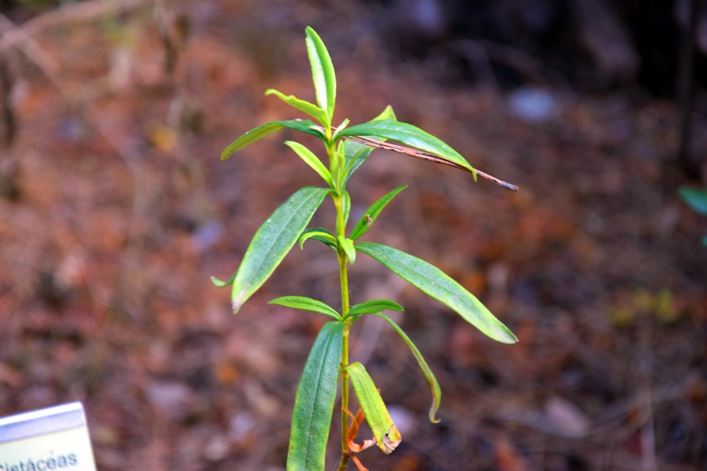 Foto de San Fernando (Cádiz), España