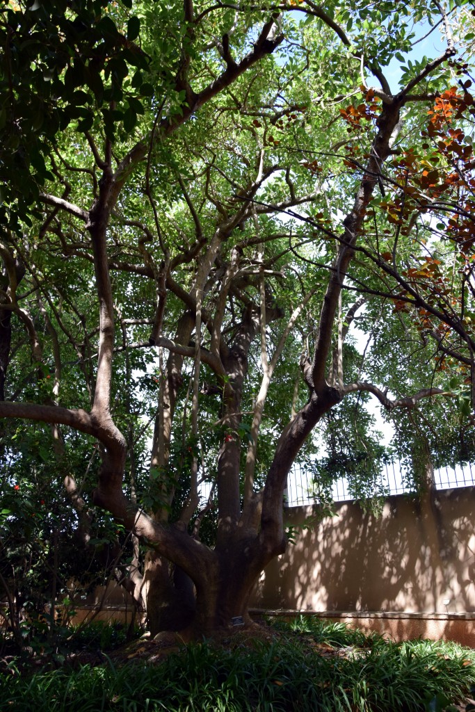 Foto de San Fernando (Cádiz), España