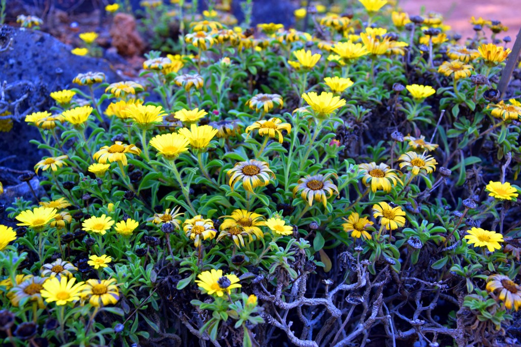 Foto de San Fernando (Cádiz), España
