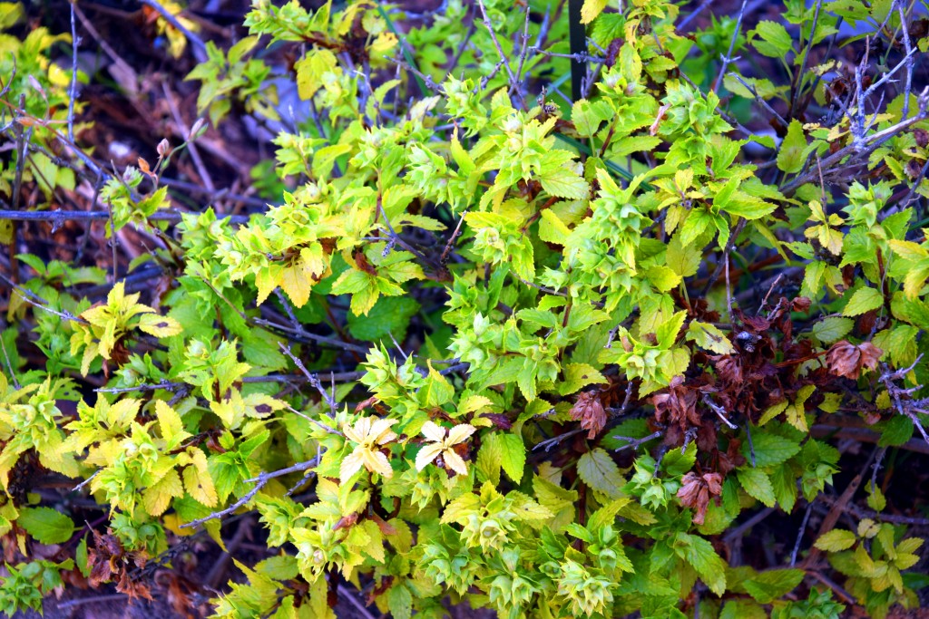Foto de San Fernando (Cádiz), España