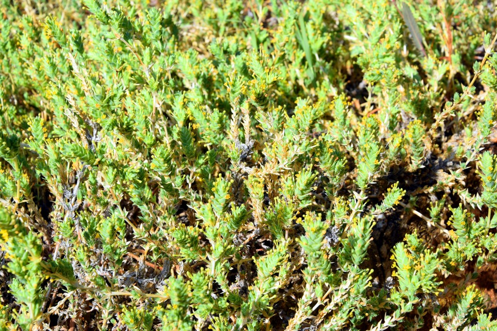 Foto de San Fernando (Cádiz), España