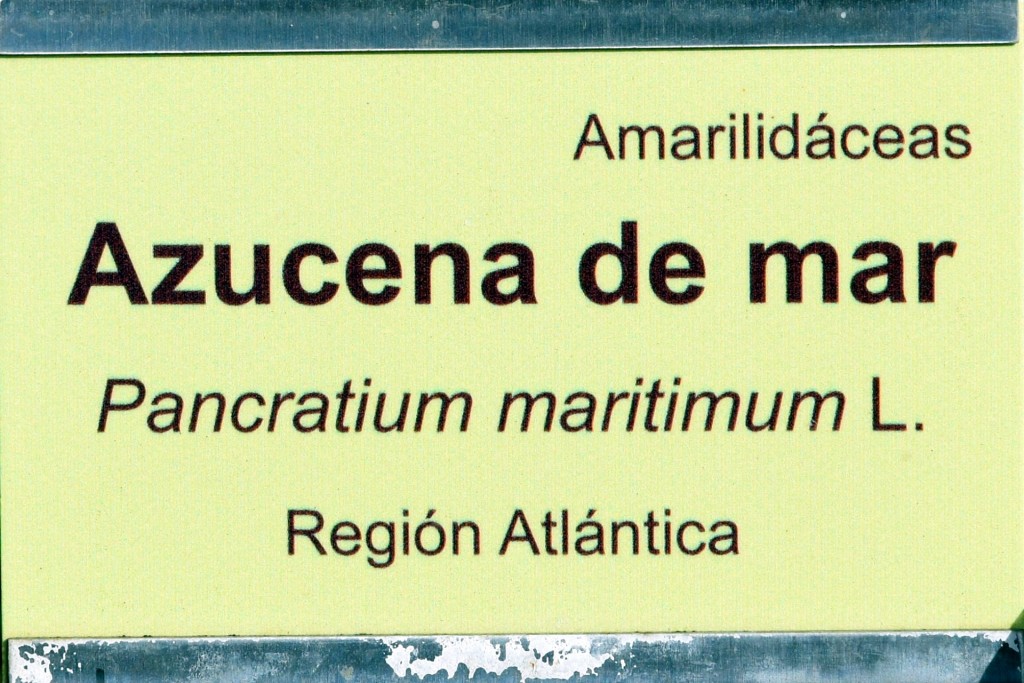 Foto de San Fernando (Cádiz), España